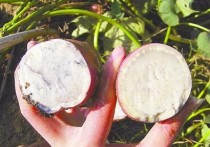白薯的作用与功效_白薯的营养价值与食用方法